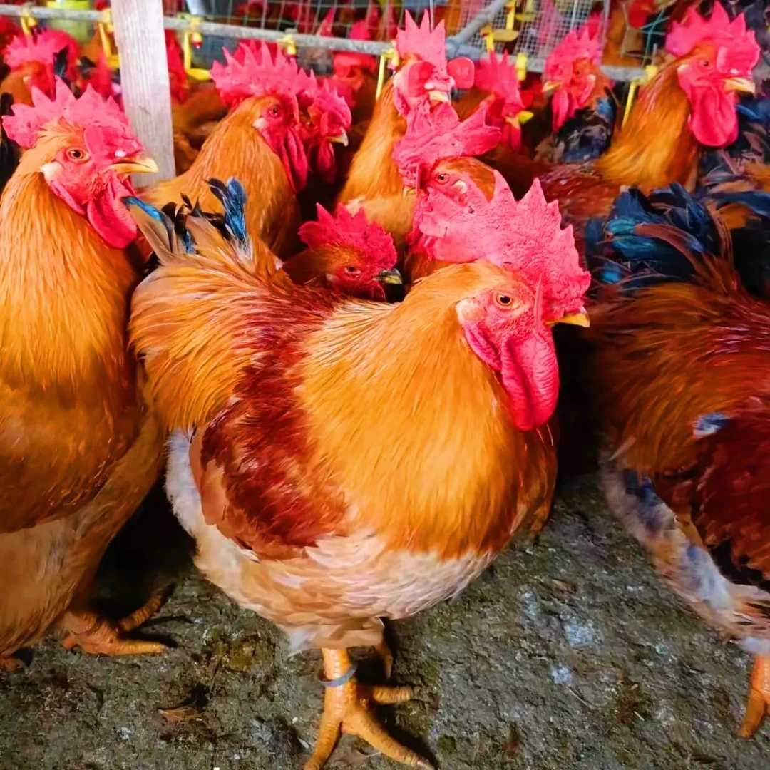 宠物鸡K9鸡50只（到货包活）