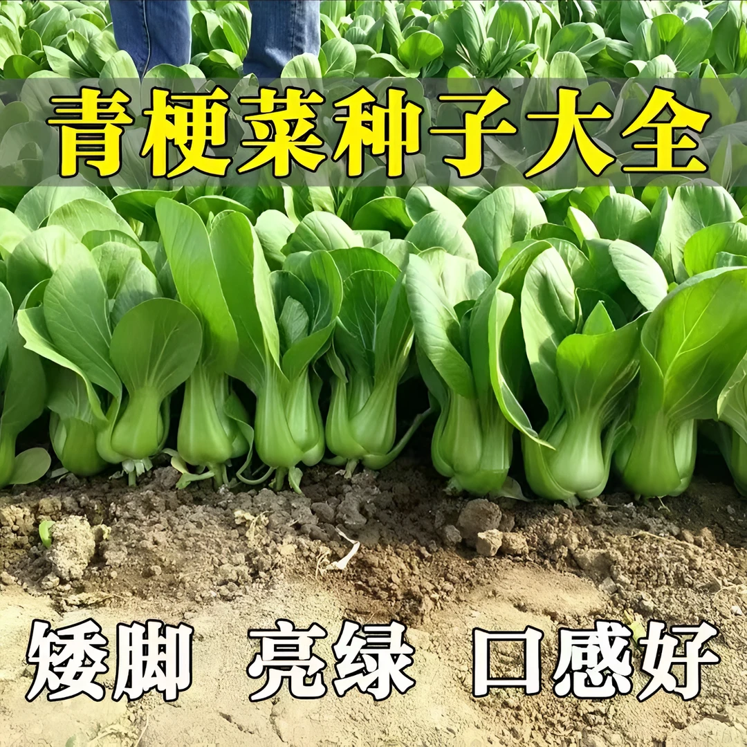 【绿娜青梗菜种子】抗热605青菜种子 夏季耐热阳台蔬菜