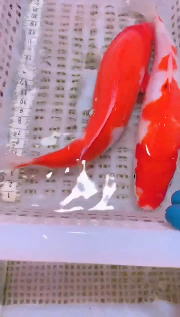 锦鲤冷水观赏鱼全场包邮55