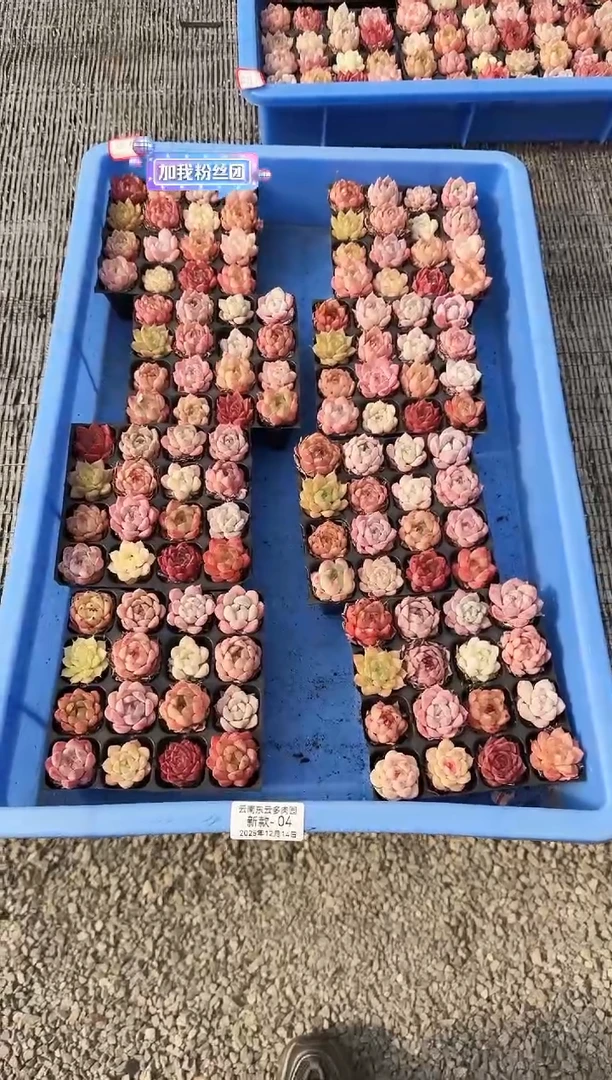 东云多肉园新款-04（其中一份）