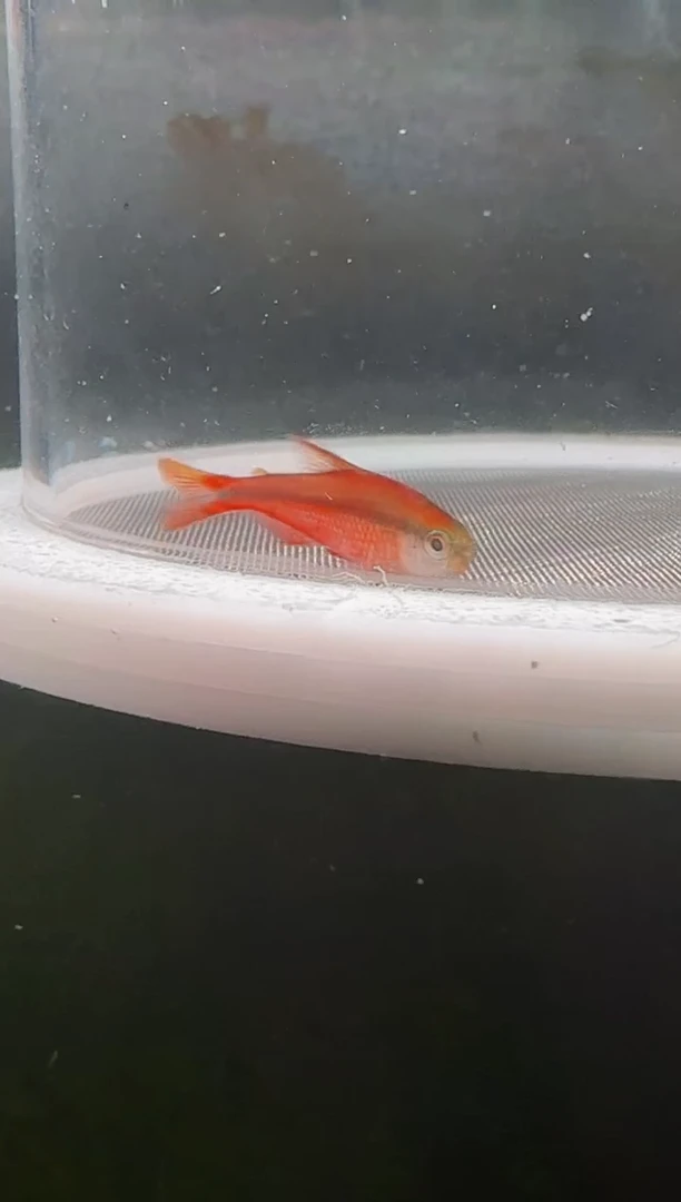 灯科鱼广****臣15-8 B15超红2cm+（不包黑点）1条