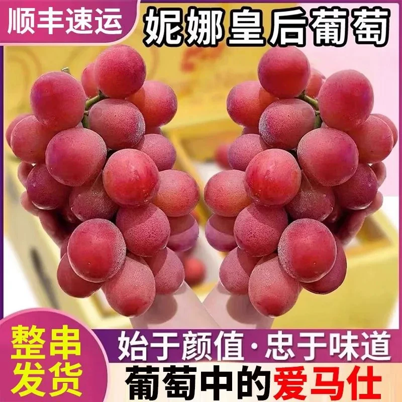 优质~妮娜皇后葡萄无籽新鲜葡萄酒香玫瑰味清甜可口水果三斤装