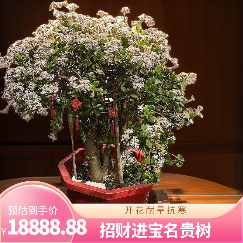 吸财树十大名贵树种招财进宝耐旱抗寒树高110公分开花