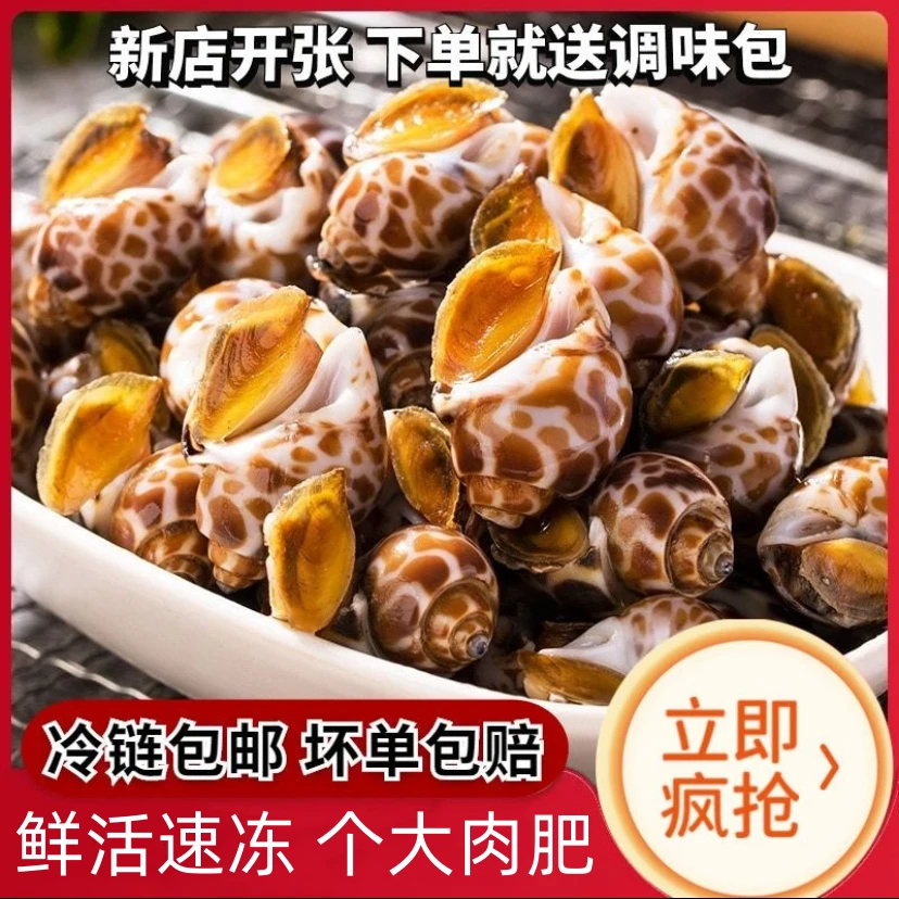 花螺新鲜海螺特大号海鲜水产鲜活冷冻东风螺特大花螺贝类捞汁商用