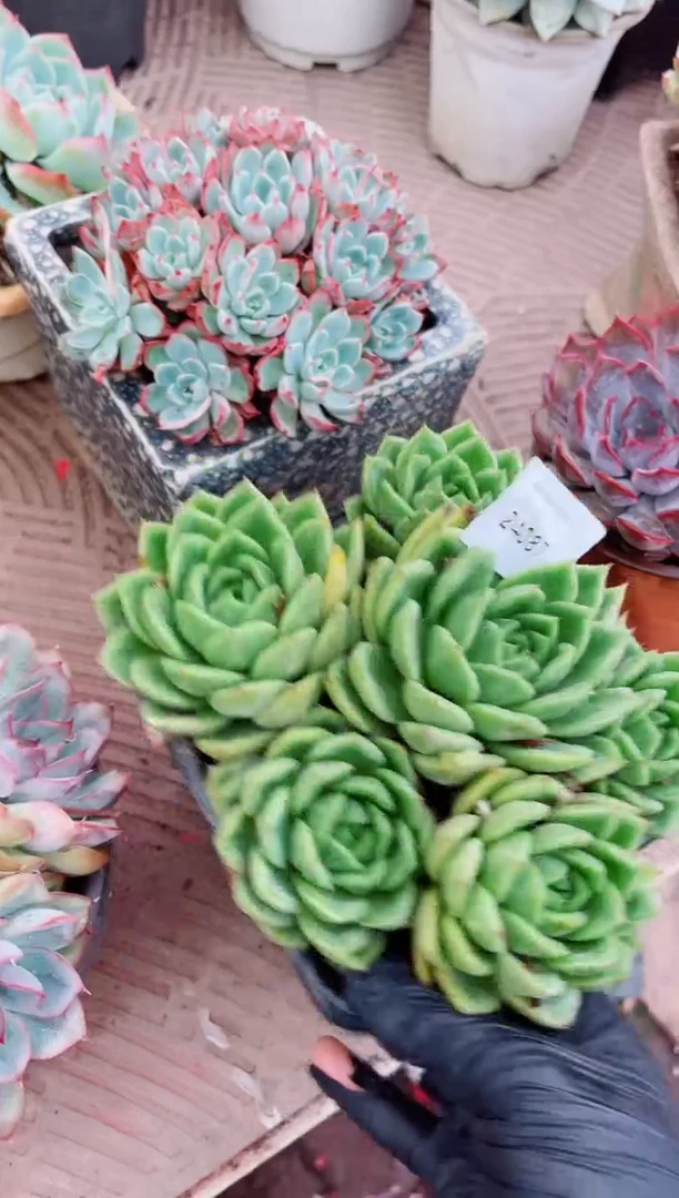 你*逗24085多肉植物一物一拍