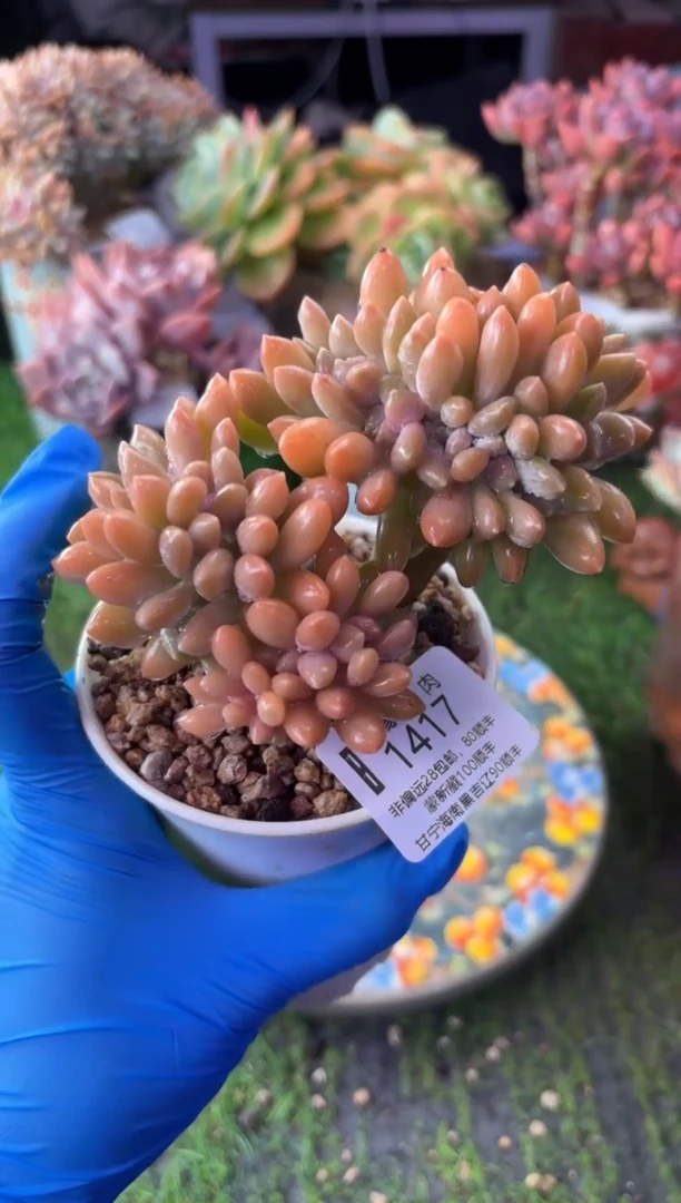 昆明印象多肉1417