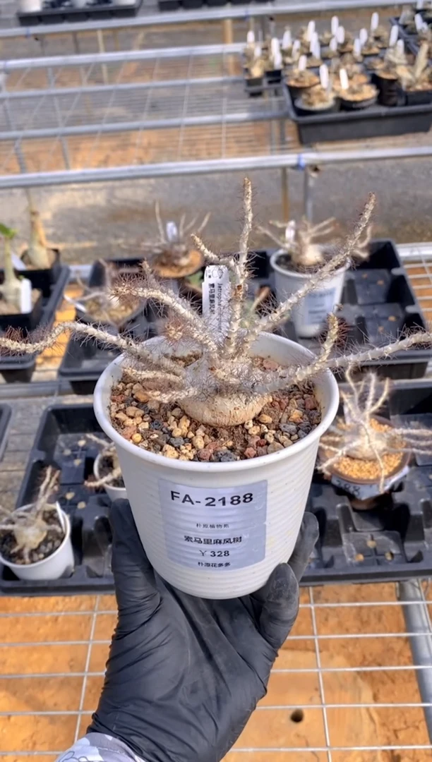 索马里麻风树FA-2188