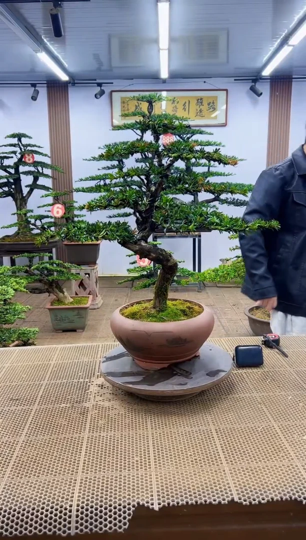一物一拍，所见即所得