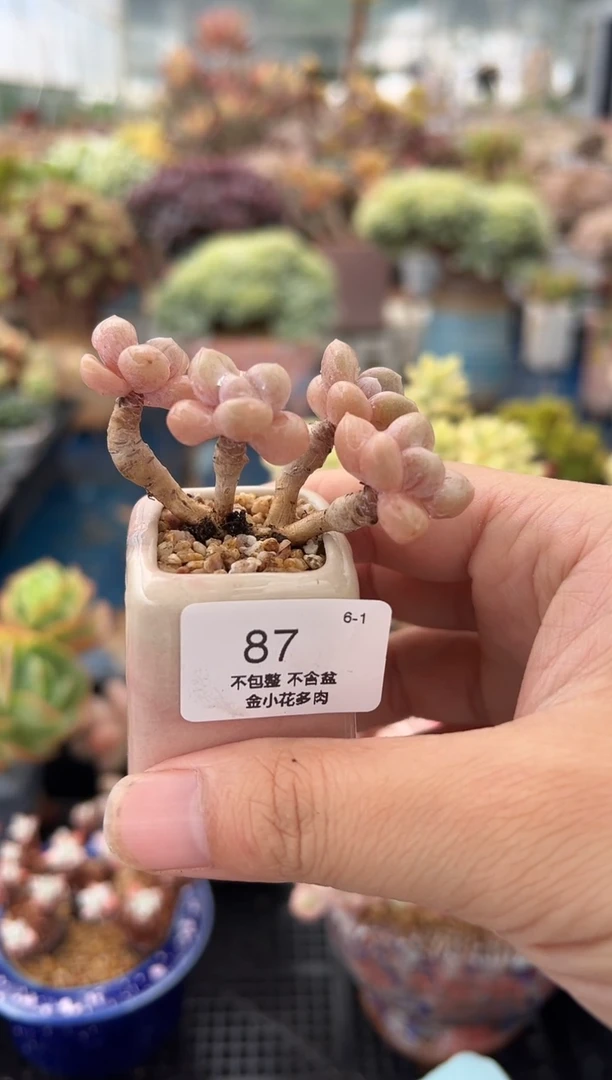 刘**呀87                 不带盆