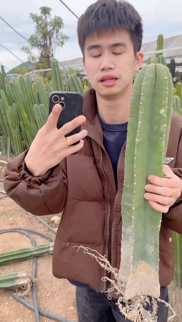 【闪购商品】【带根】30cm 量天尺