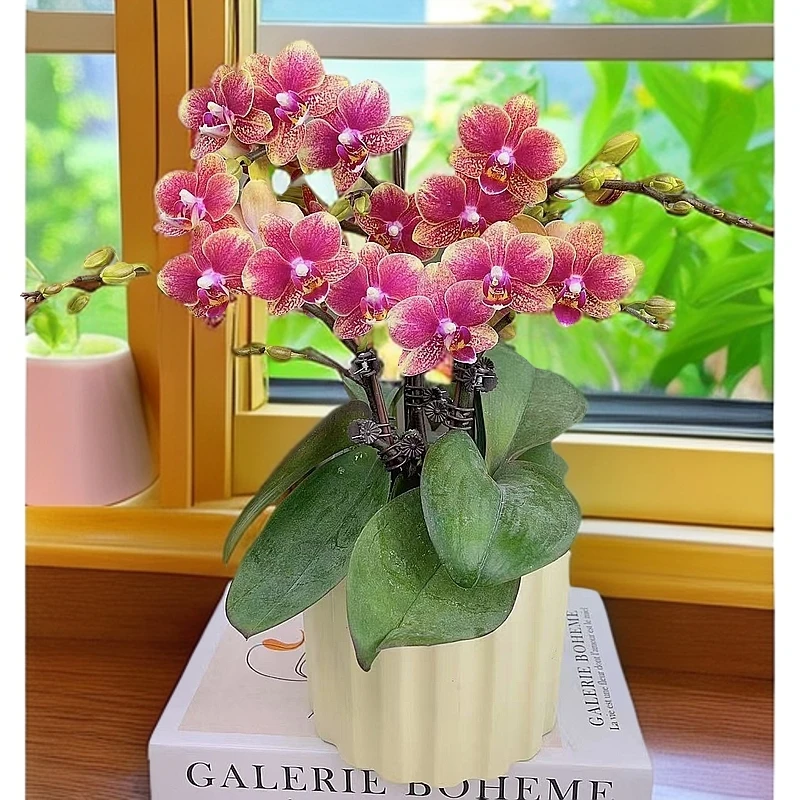 蝴蝶兰（金蝶）聚宝盆年宵花名贵品种 花苞多  好养耐养带花  2-4