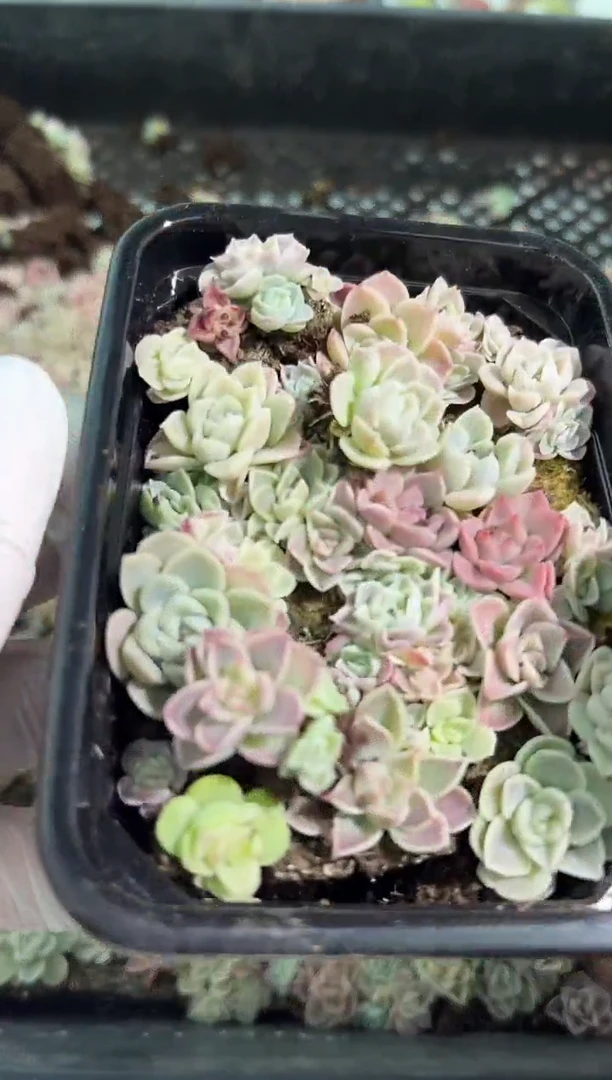 女王麦秆A切糕1盒 量拍多肉植物