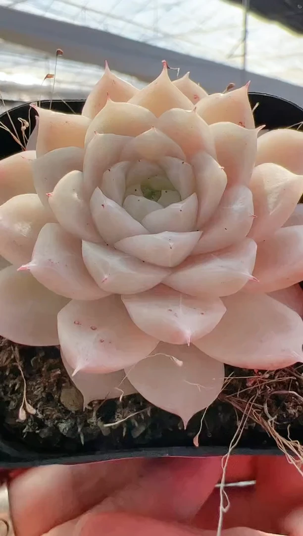 【闪购商品】新-53