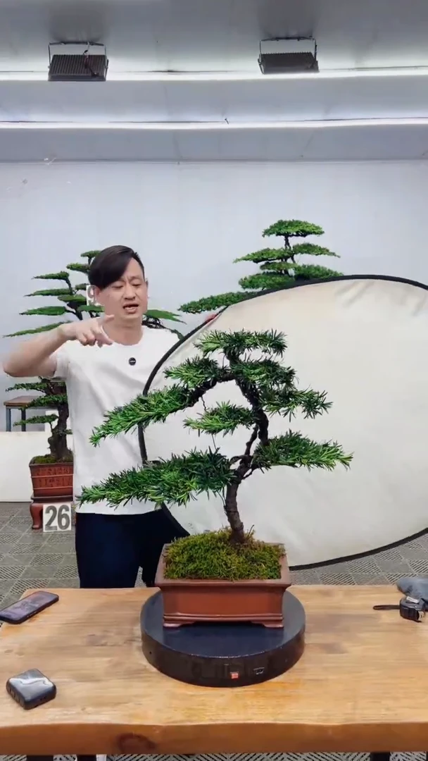 无花朵造型盆景一物一拍