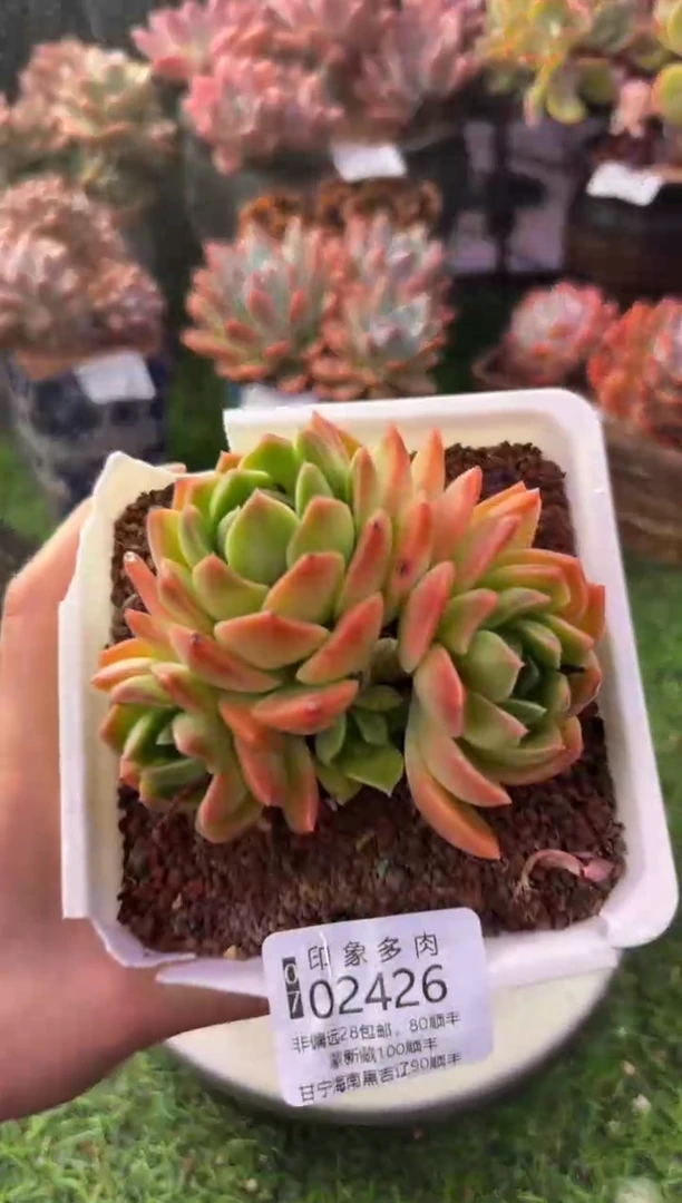 昆明印象多肉02426