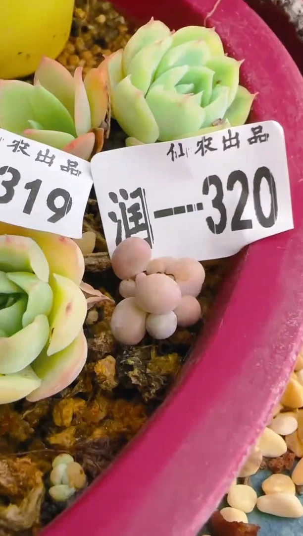 润—320—仙农（彩奶）