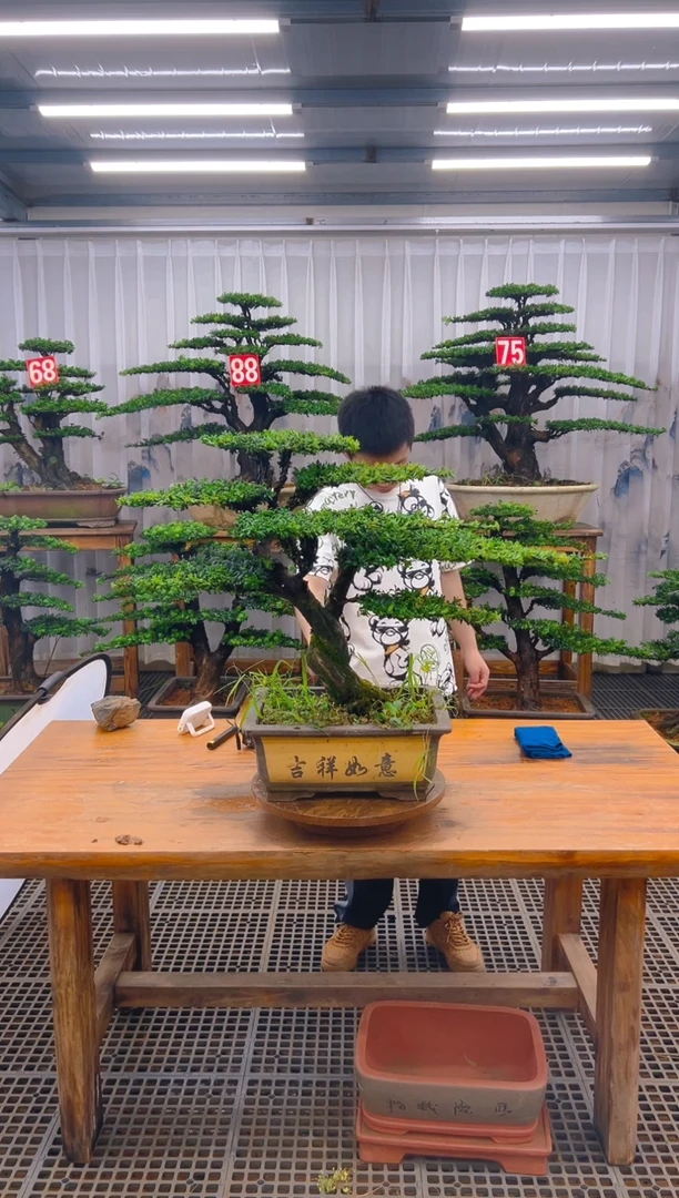 无花朵权****0精品盆景直播间一物一拍