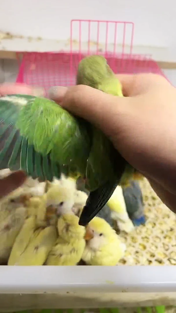 桃脸牡丹鹦鹉金面绿闪