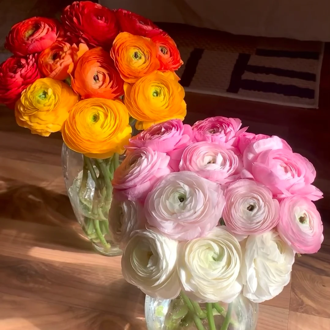 【洋牡丹】带包装卡纸醒花，醒花后摘去叶子  云南鲜花