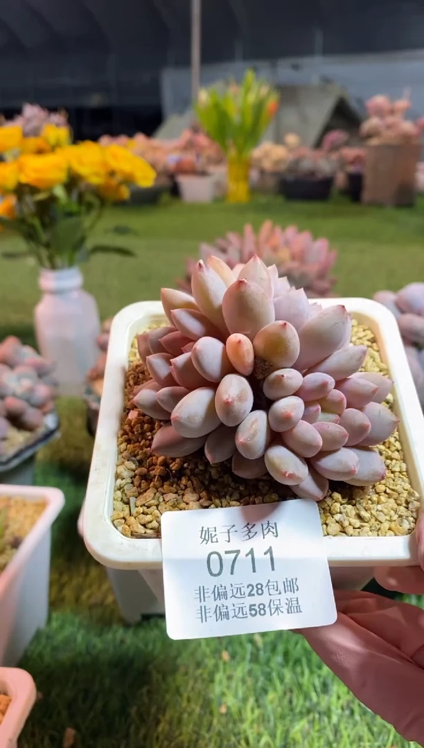 【闪购商品】0711a