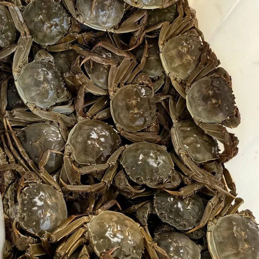 大闸蟹 母 1.5-1.8两左右 99元十二只