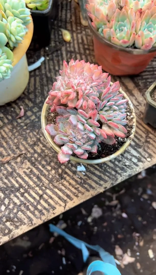 采*多肉植物一物一拍20380