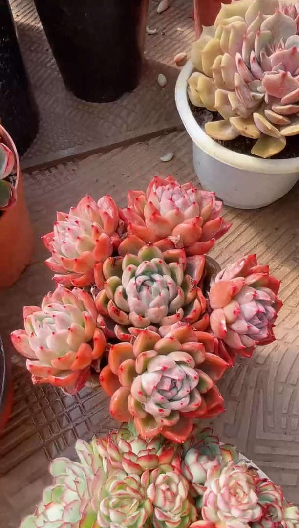 【闪购商品】22335