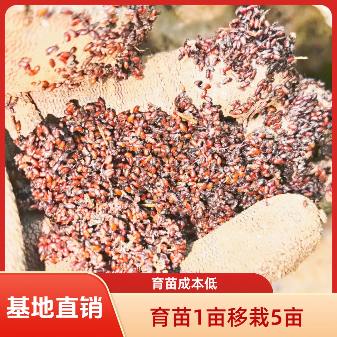 夏禹林基地直销四川黄连防己鸡爪连当年新种子包邮正宗现发南洋杉