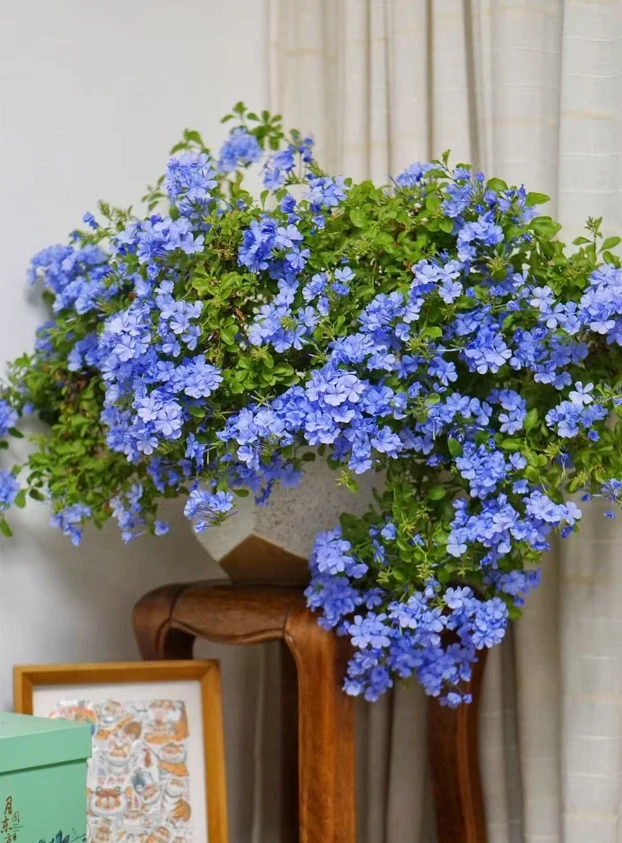 【2加仑高50-60】蓝雪花带花苞爆花小机器从生灌木花卉