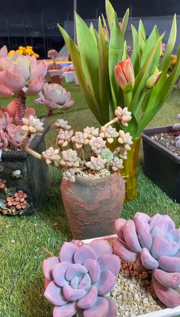 【闪购商品】0098a