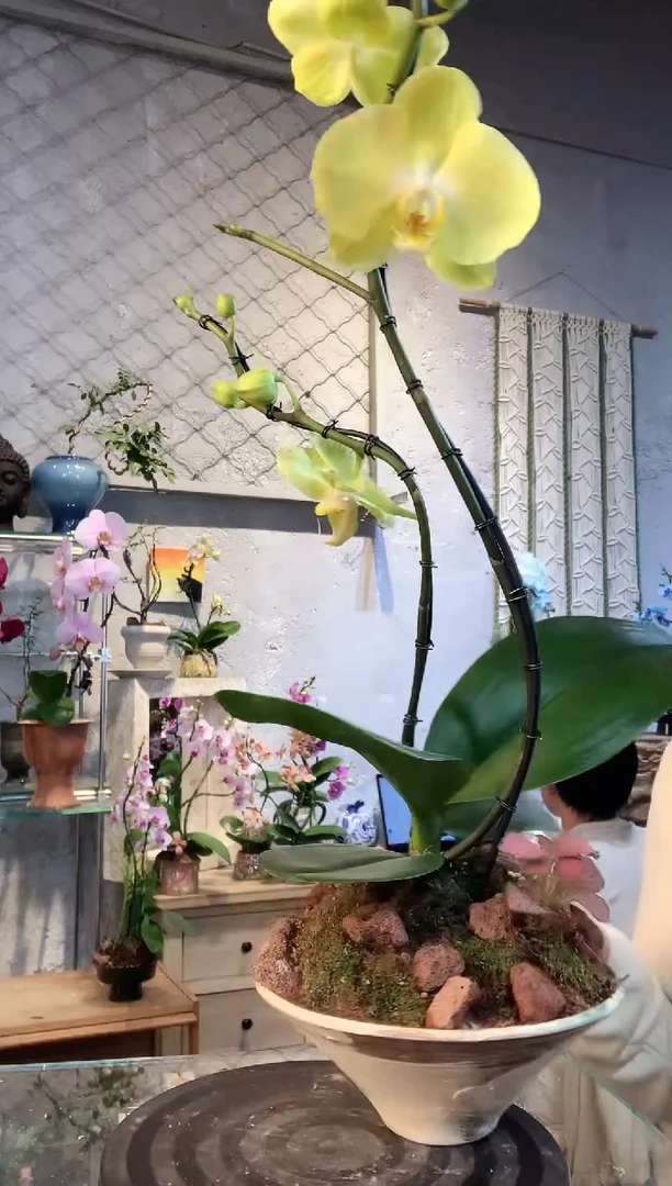 大部分花苞少量开放3241蝴蝶兰一物一拍