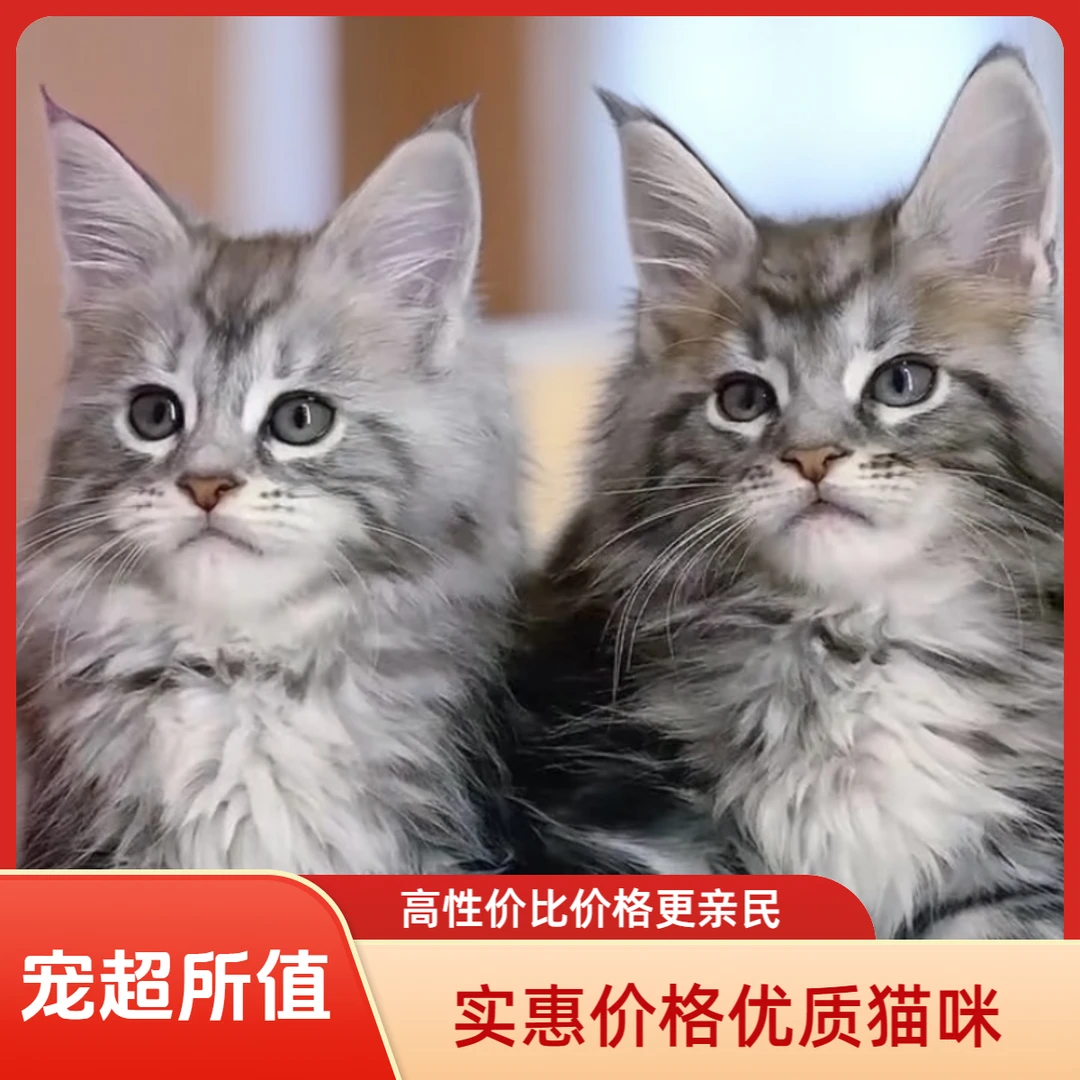 纯种缅因猫咪全龄段缅因猫纯种活体缅因猫咪