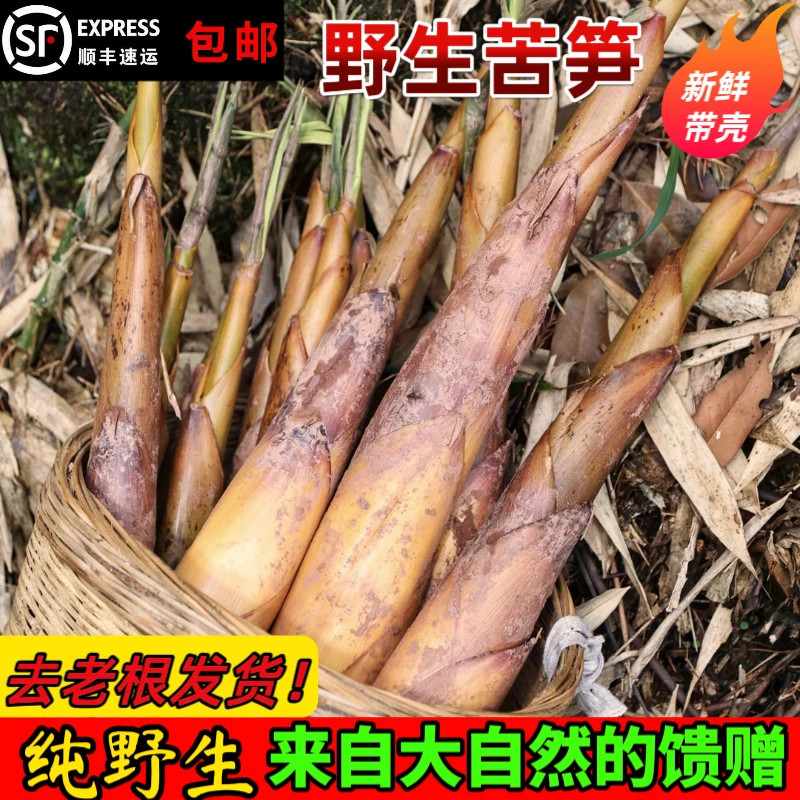 四川野生苦竹笋新鲜带壳农家蔬菜