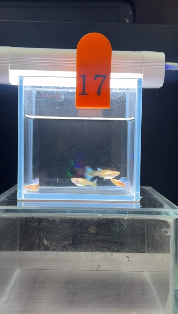 孔雀鱼蓝白飞船编号17