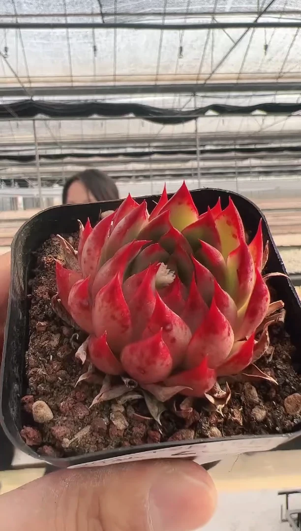 【闪购商品】新款多肉-267