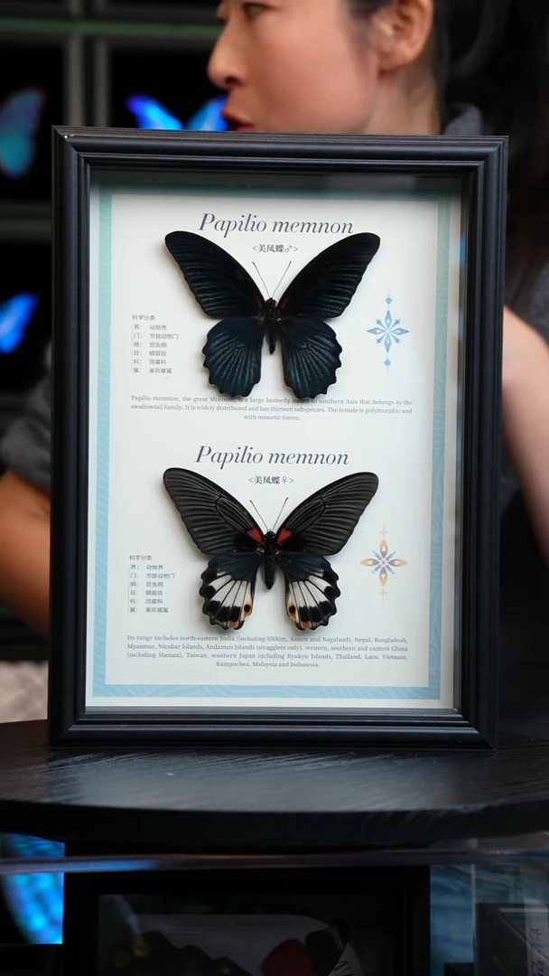 美凤蝶雌雄组合标本摆件