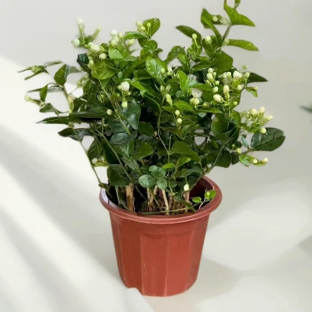 重瓣香水茉莉花盆栽绿植花卉室外阳台庭院好养活喜阳喜水