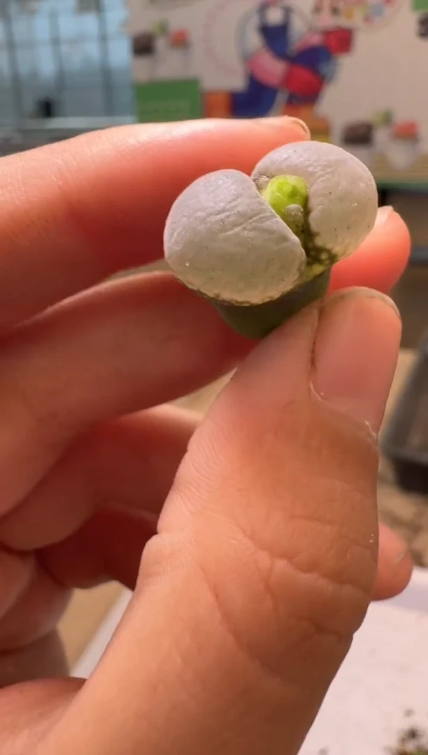 多肉植物肉锥4-339