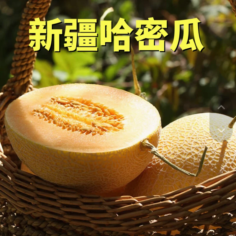 【吐鲁番直发】净重8-9斤吐鲁番精品哈密瓜 头茬甜脆多汁