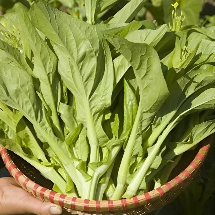 【满5单包邮】【白菜苔种子】种籽菜种苔菜四季菜心菜苔蔬菜孑