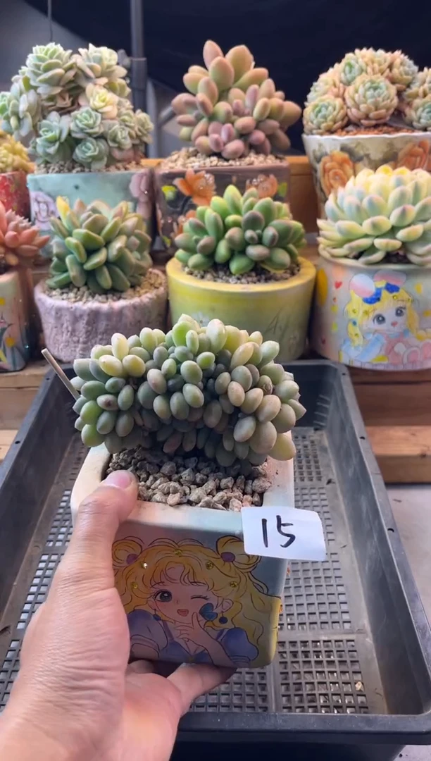 15白露缀化1111111111