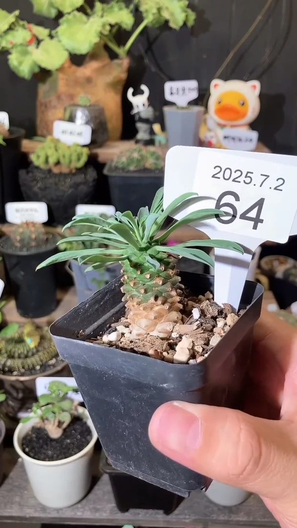 64号702福利铁甲麒麟