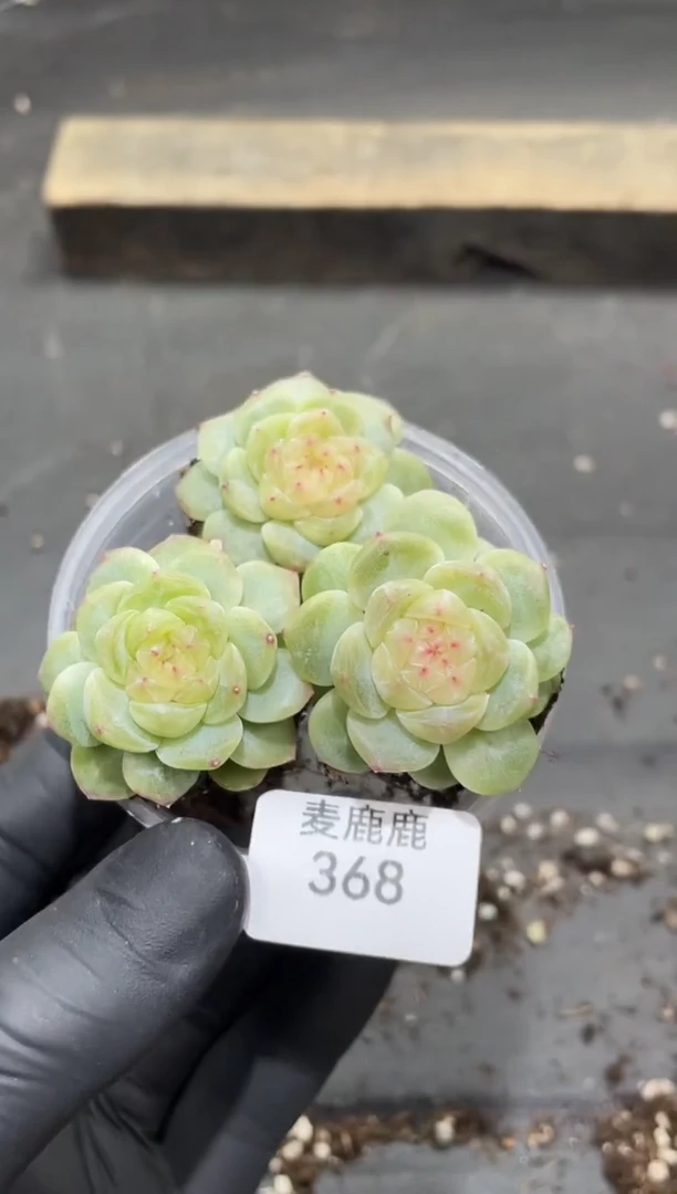 368夏露       量拍