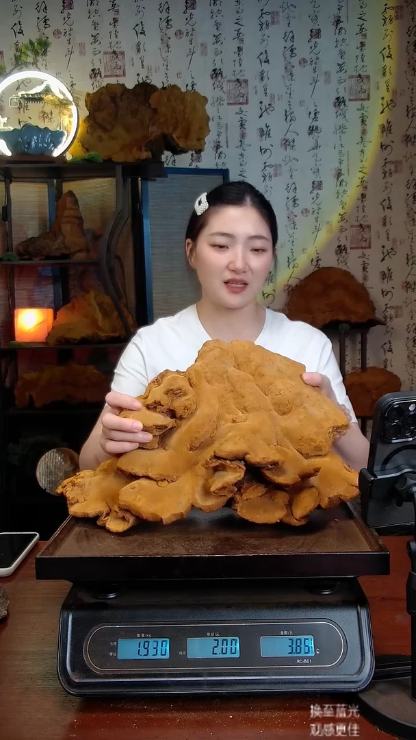 松针层孔菌中国大陆【藏区】松树桑黄（3.89斤）50-60年份