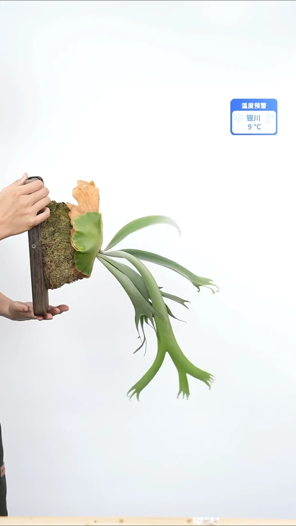不开花植物黄月孢子苗a490