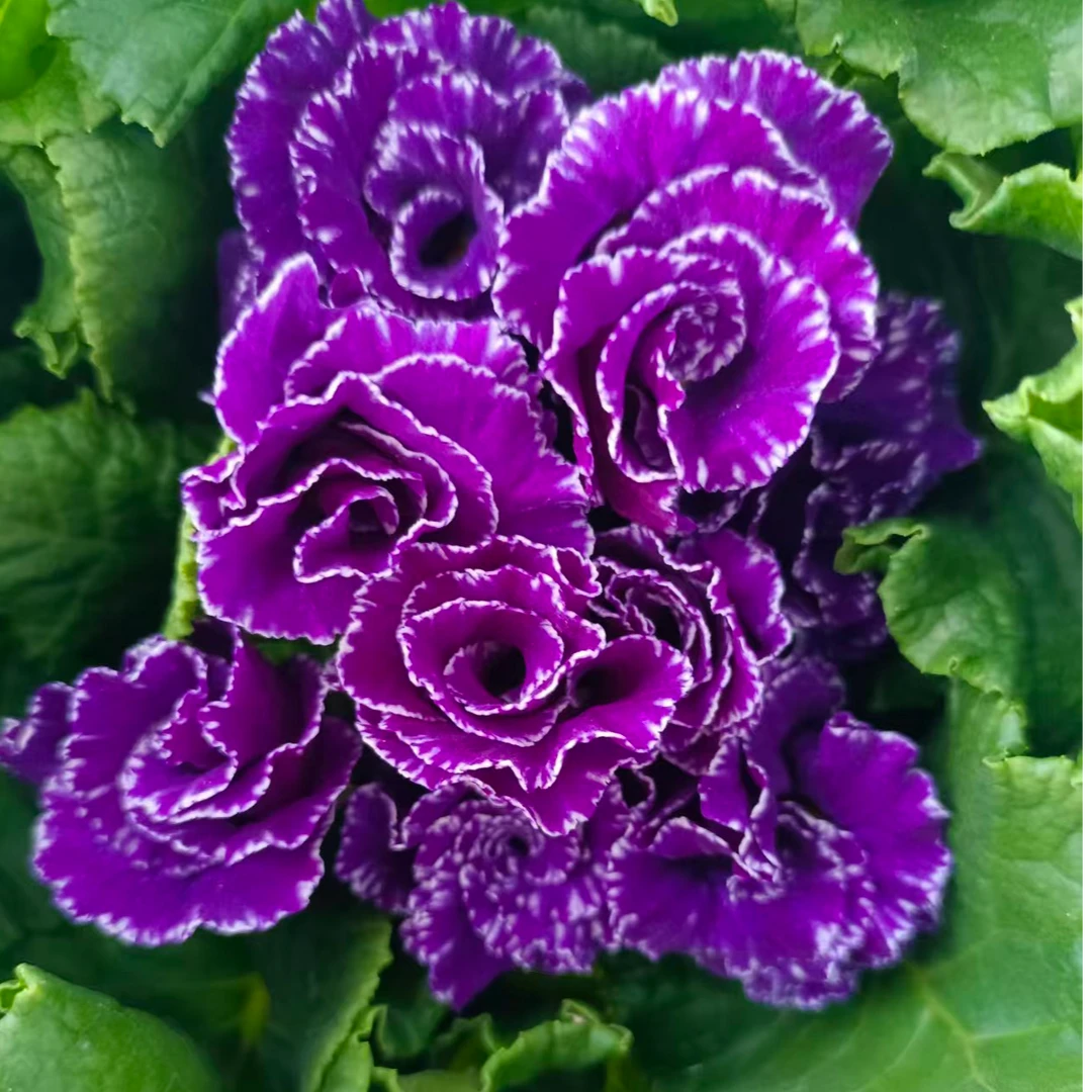 【报春花】带盆带花带花苞多年生四季开花耐寒阳台庭院 蒋