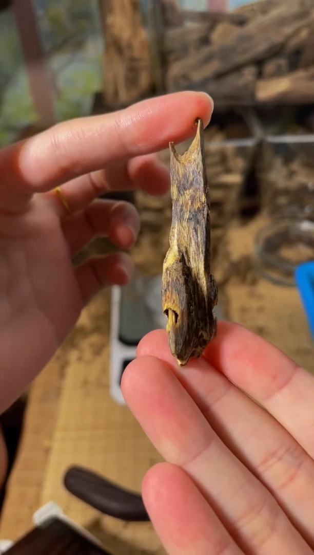 沉香碎屑沉香克31