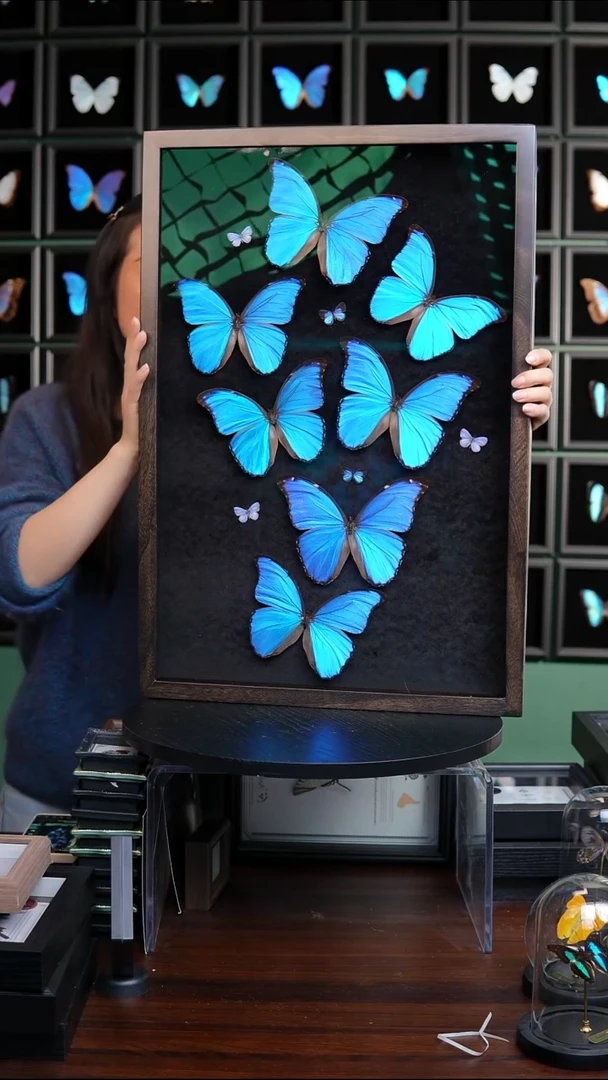 七只大蓝闪蝶博物级别装裱收藏版