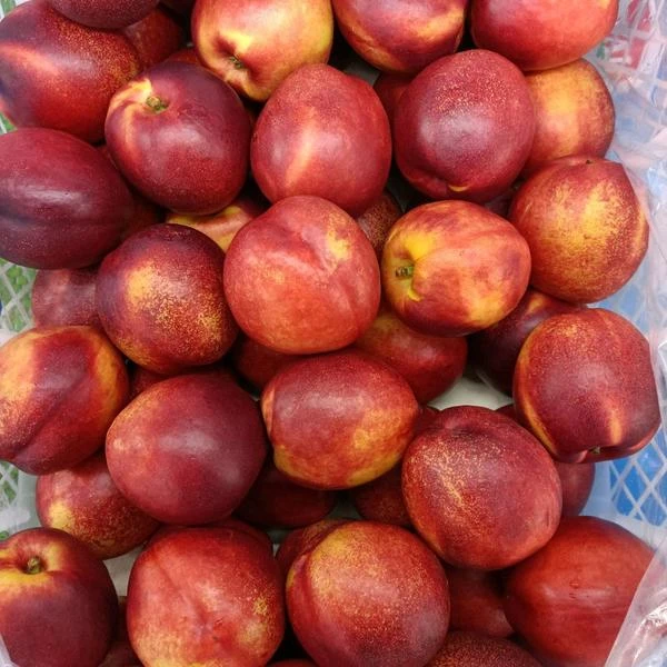 【一份】油桃（大约3斤）8个左右