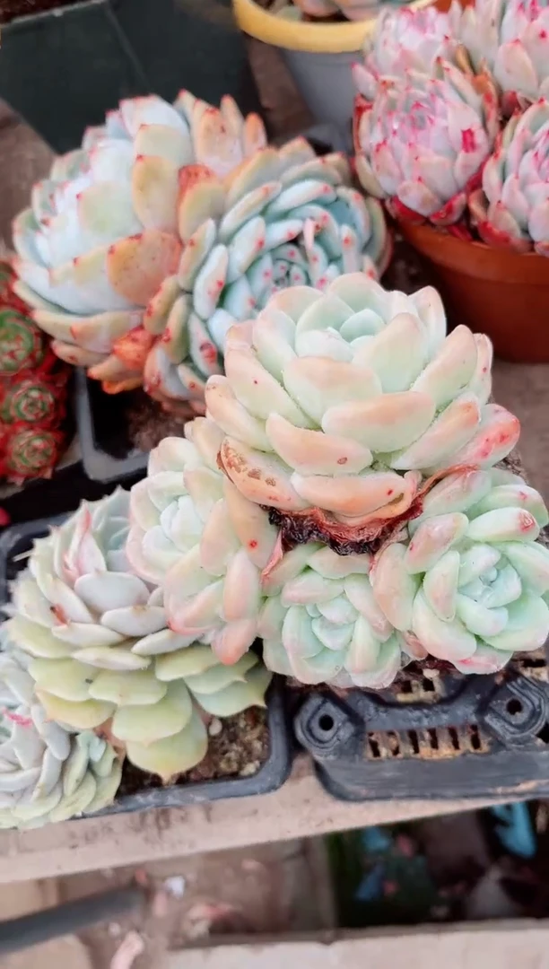 【闪购商品】07450